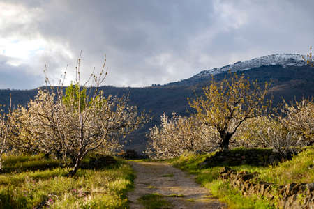 Countryside road in Valle del Jerte Valley in Extremadura in Spainの写真素材