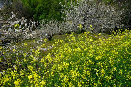 Flowering during spring in the Valle del Jerte in the province of Caceres in Spain