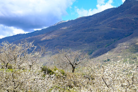 Flowering during spring in the Valle del Jerte in the province of Caceres in Spainの写真素材