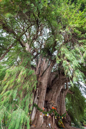The Tree of the Tule in the town of Santa Maria del Tule in Oaxaca in southern Mexico, is the tree with the widest trunk in the world and is estimated to be 2000 years oldの写真素材