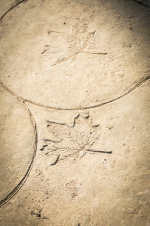 Abstract detail of a leaf engraved on the concrete of a sidewalk in a public park in Sitges in...
