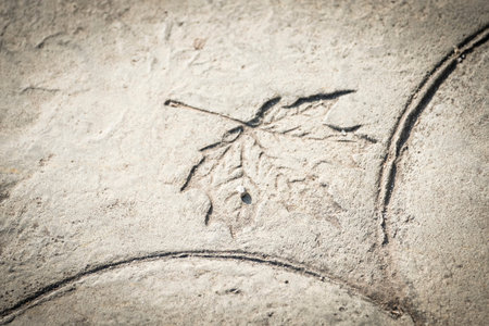 Abstract detail of a leaf engraved on the concrete of a sidewalk in a public park in Sitges in...