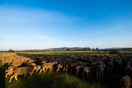 Soria, Spain - June 9, 2017: Group of sheep traveling the transhumance roads through the region of Soria in Spainのeditorial素材