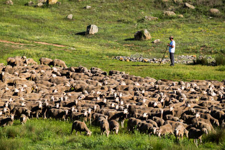 Soria, Spain - June 9, 2017: Group of sheep traveling the transhumance roads through the region of Soria in Spainのeditorial素材
