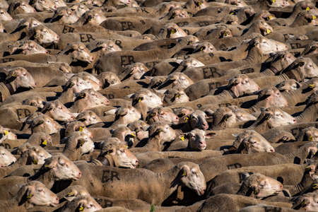 Soria, Spain - June 9, 2017: one of the last flocks of sheep that make the route of transhumance in the province of Soria, a route that takes place since medieval timesのeditorial素材