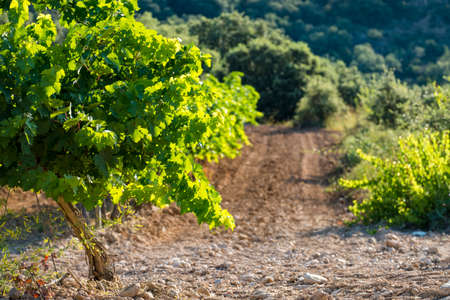 Vineyards during the summer in the wine region of Somontano denomination in the province of Huesca in Aragon Spain Europeの写真素材
