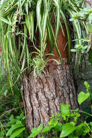 detail of a Mediterranean style garden in Barcelona in the first days of springの写真素材