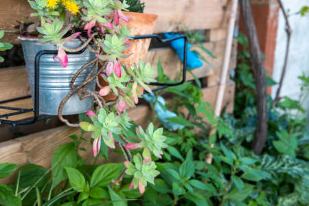 succulent plant in a detail of a Mediterranean style garden in Barcelona in the first days of springの写真素材