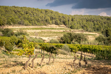 Vineyard landscapes in autumn in the Penedes wine region in Cataloniaの写真素材