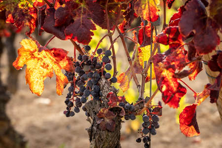 Vineyard landscapes in autumn in the Penedes wine region in Cataloniaの写真素材