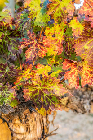 Vineyards in early autumn in Penedes region in Catalonia Spainの写真素材
