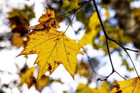Yellow leaves in the fall in Collserola Park in Barcelona Spain