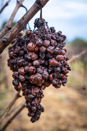 Wine landscape in the Subirats region in Penedes in Barcelona province in Catalonia Spainの写真素材