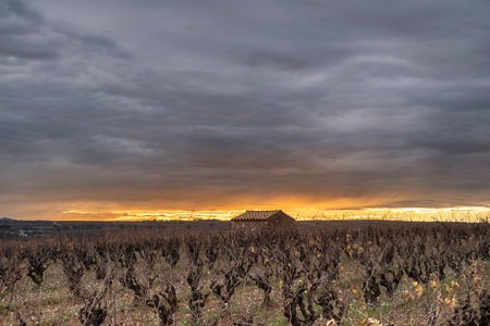 Wine landscape in the Subirats region in Penedes in Barcelona province in Catalonia Spainの写真素材