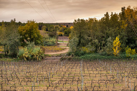 Wine landscape in the Subirats region in Penedes in Barcelona province in Catalonia Spain