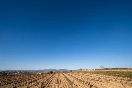 Vineyards in late autumn in the Penedes wine region where Cava is producedの写真素材