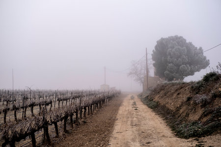 sunrise in a landscape of vineyards during a foggy winter morning in the province of Tarragona in Catalonia in Spainの写真素材