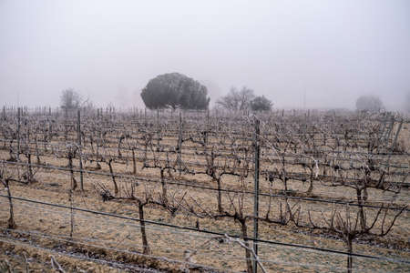 sunrise in a landscape of vineyards during a foggy winter morning in the province of Tarragona in Catalonia in Spainの写真素材