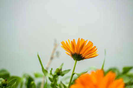 flowering plants in a garden during springの写真素材