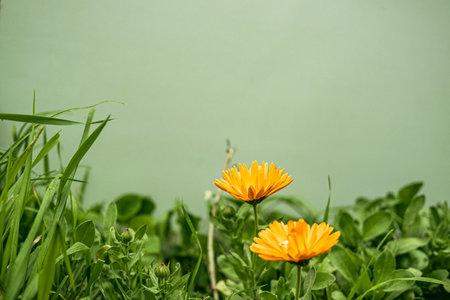 flowering plants in a garden during spring