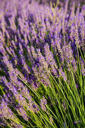 lavender fields during summer in Vaucluse in located in the Provence-Alpes-CÃ´te d'Azur region in...