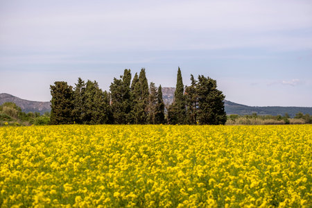 rapeseed fields during flowering time in spring in the Emporda area in Girona Catalonia