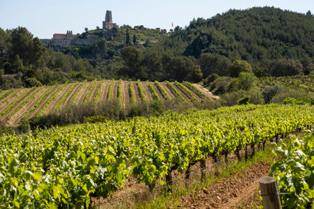 Vineyards in the spring in the Subirats wine region in the province of Barcelonaの写真素材