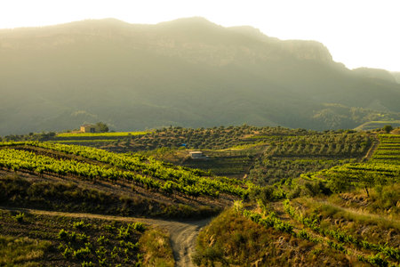 landscape of vineyards in the Priorat wine region in Tarragona in Spain
