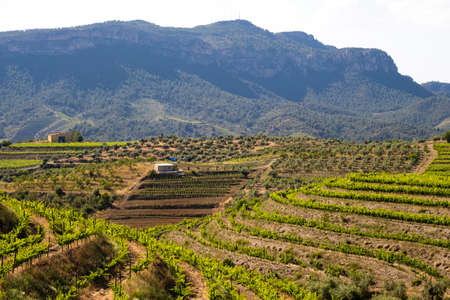 landscape of vineyards in the Priorat wine region in Tarragona in Spainの写真素材
