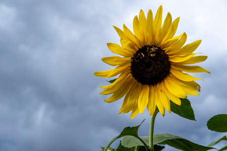 Giant sunflowers with bees during a rain storm in the summerの写真素材
