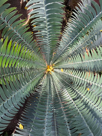 pattern detail of a palm treeの写真素材