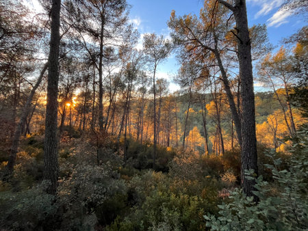 Sunset in the forest of the natural park of Collserola in the province of Barcelona in Catalonia Spainの写真素材