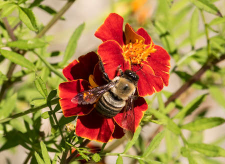 Close-up of a bee gathering nectar from a marigold flower.の写真素材