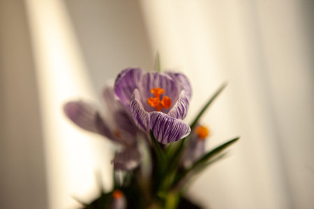 Crocuses in a macro view.
