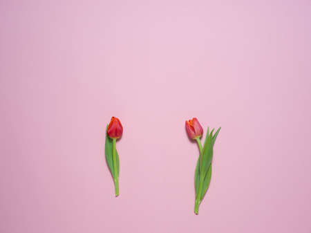 Tulips on a pastel backgroundの写真素材