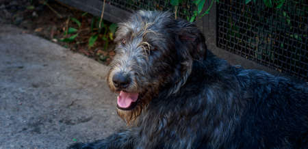 Homeless animals care conceptの写真素材