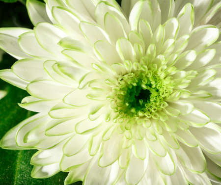 Light-green Chrysanthemum macroの写真素材