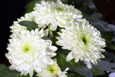 Light-green Chrysanthemum bouqetの写真素材
