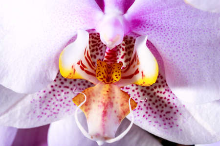 Orchid flower macroの写真素材
