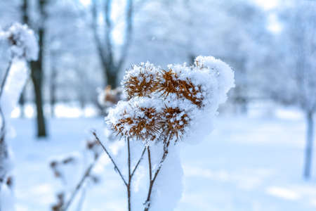 Winter close up dry grass in the frost snow flakes. Frozen branches on a winter sunny dayの写真素材