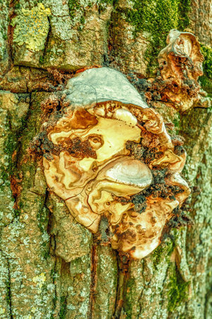 Close-up old tree bark with wood fungus