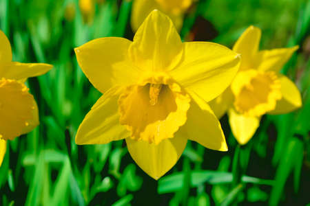 Close-up garden yellow narcissus on green grass flowerbed. Spring flowers on a sunny dayの写真素材