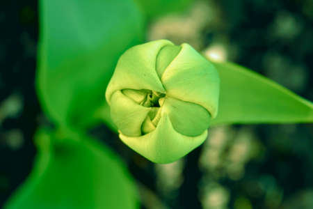 Close-up bud of garden flower with green leavesの写真素材