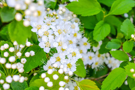 Close-up branch with bunches of summer garden white flowers of guelder roseの写真素材