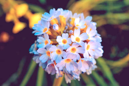 Close-up bunch of spring garden pink flowersの写真素材