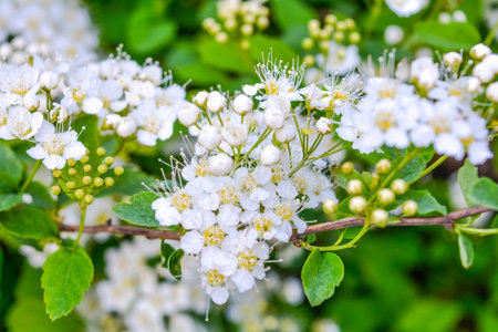 Close-up branch with bunches of summer garden white flowers of guelder rose