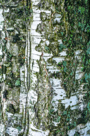 Texture of old birch tree bark with green mossの写真素材