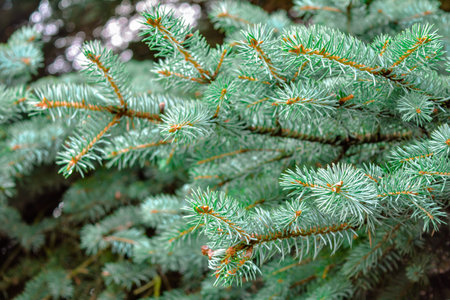 Close-up of blue spruce fir tree branches