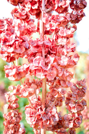 Beautiful flower of wild sorrel. Beautiful nature scene with blooming medical flower. Alternative...