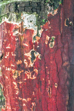 Texture of old birch tree bark with green mossの写真素材